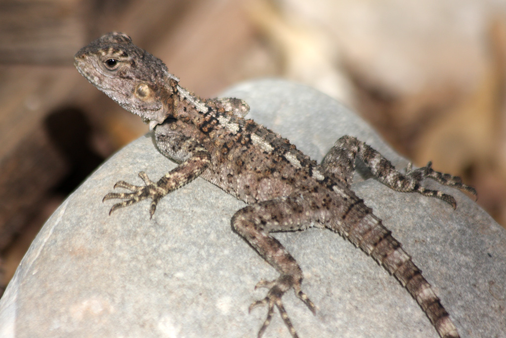 Agama Juvenile