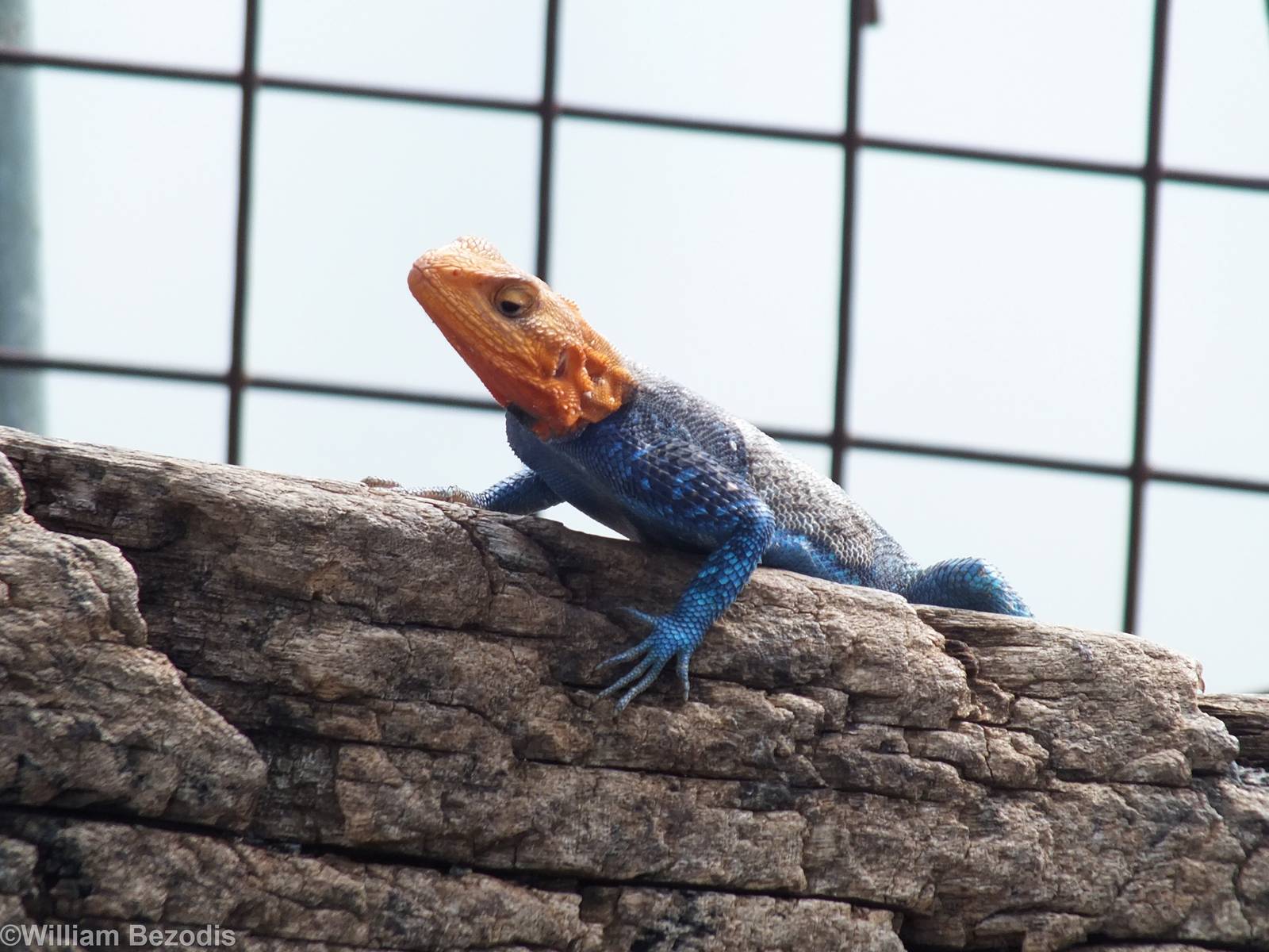 Agama lionotus - Lake Nakuru