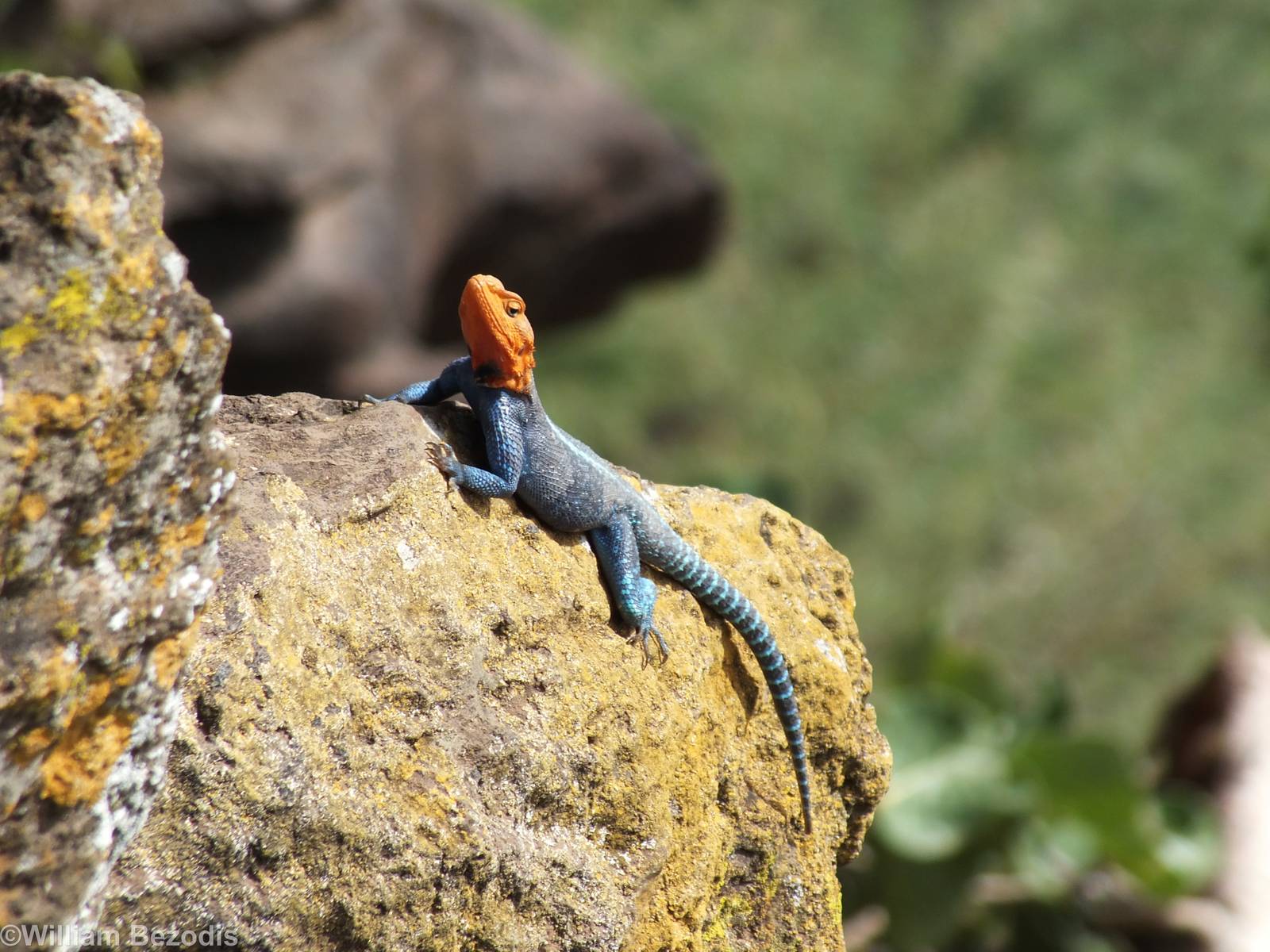Agama lionotus