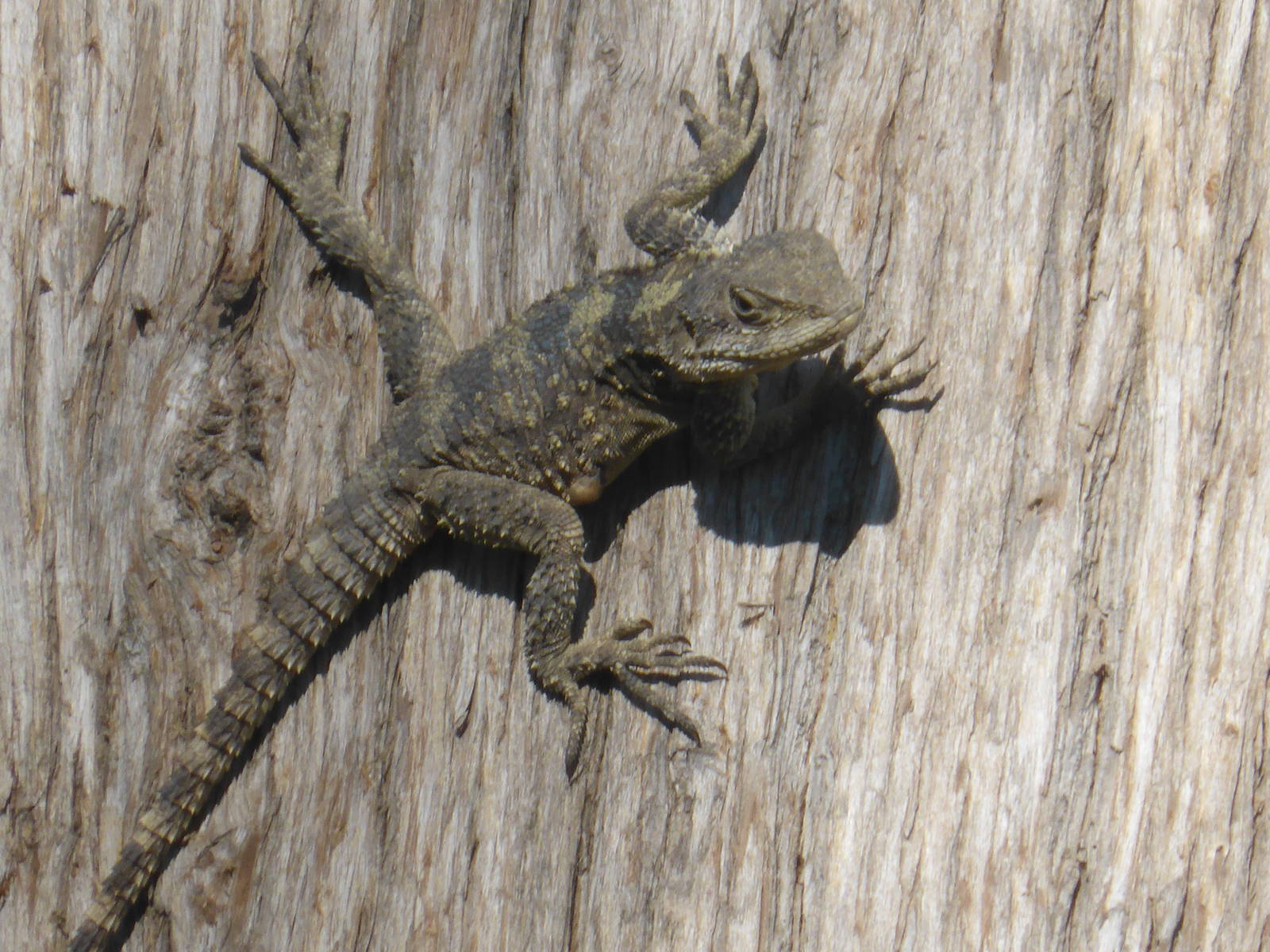 Agama lizard