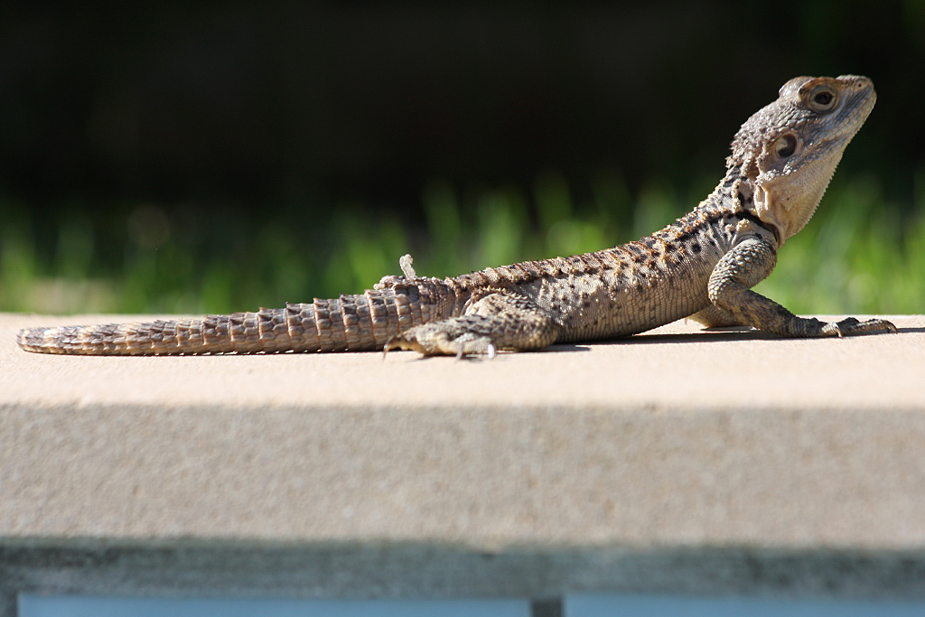 Agama on swimming pool edge