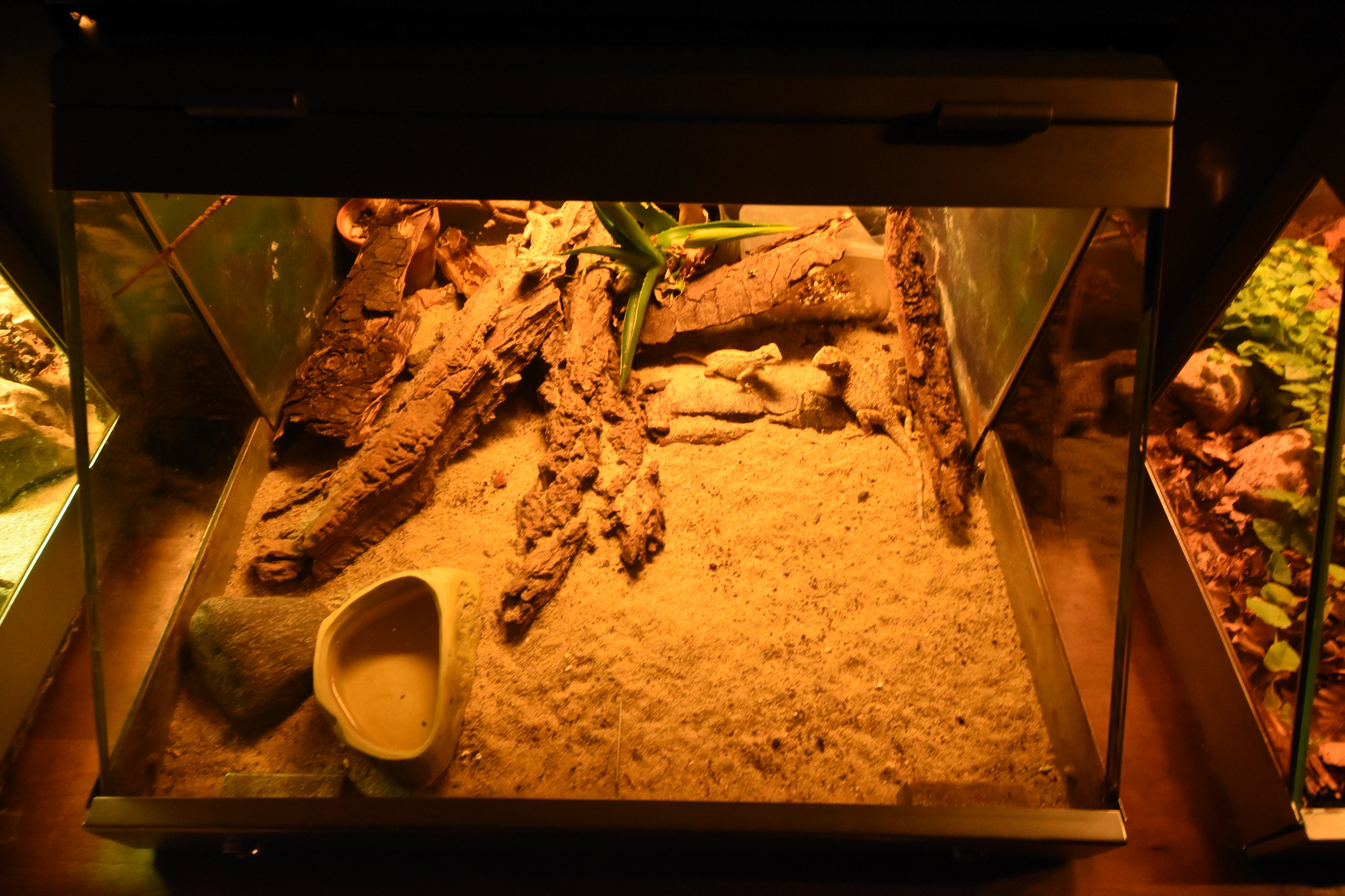 Agama terrarium