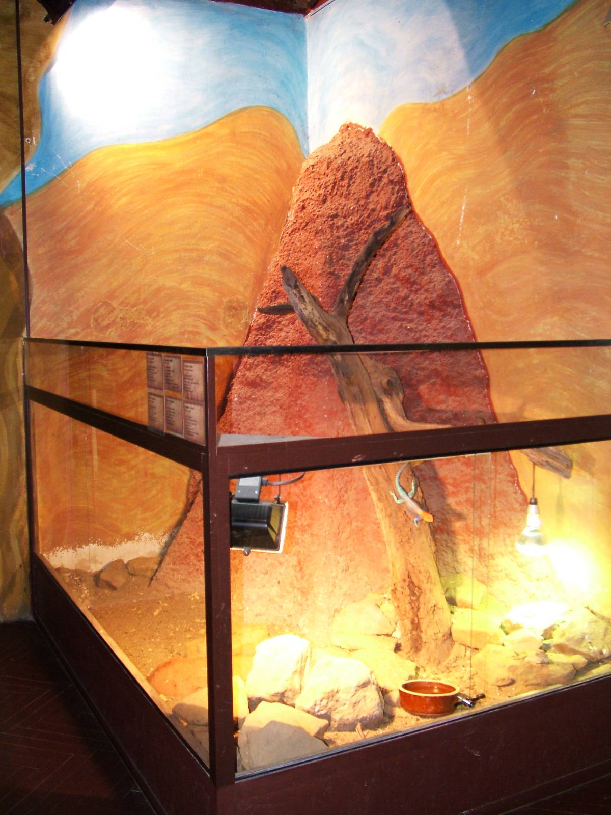 Agama/Tortoise Exhibit at Prague Terrarium, 26/08/12