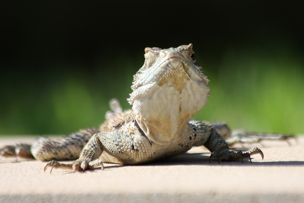 Agama up close
