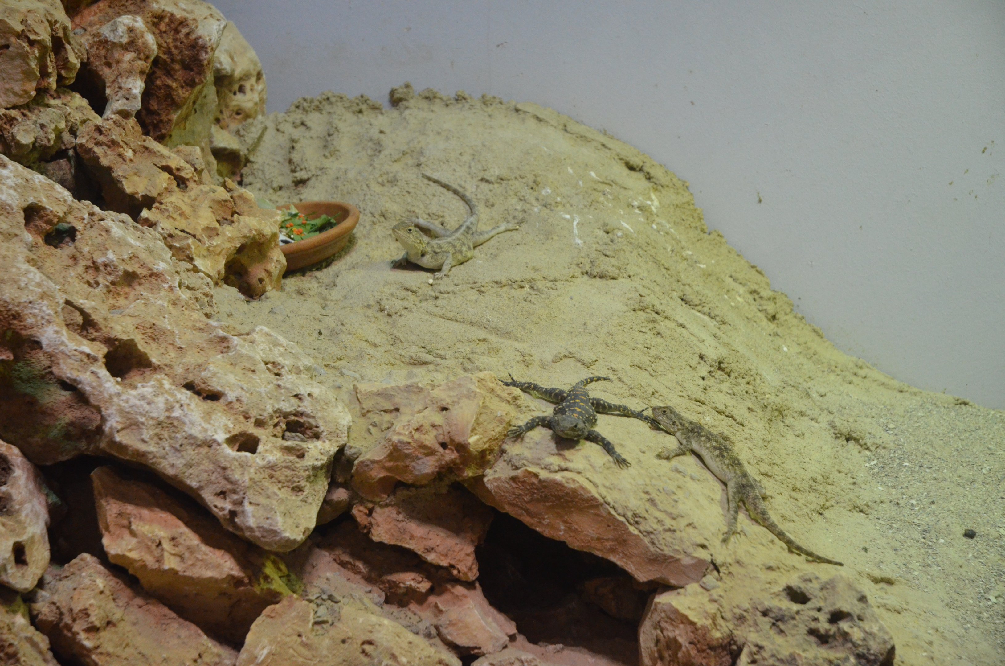 Agamas - Desert House at Nuremberg, 07/09/19