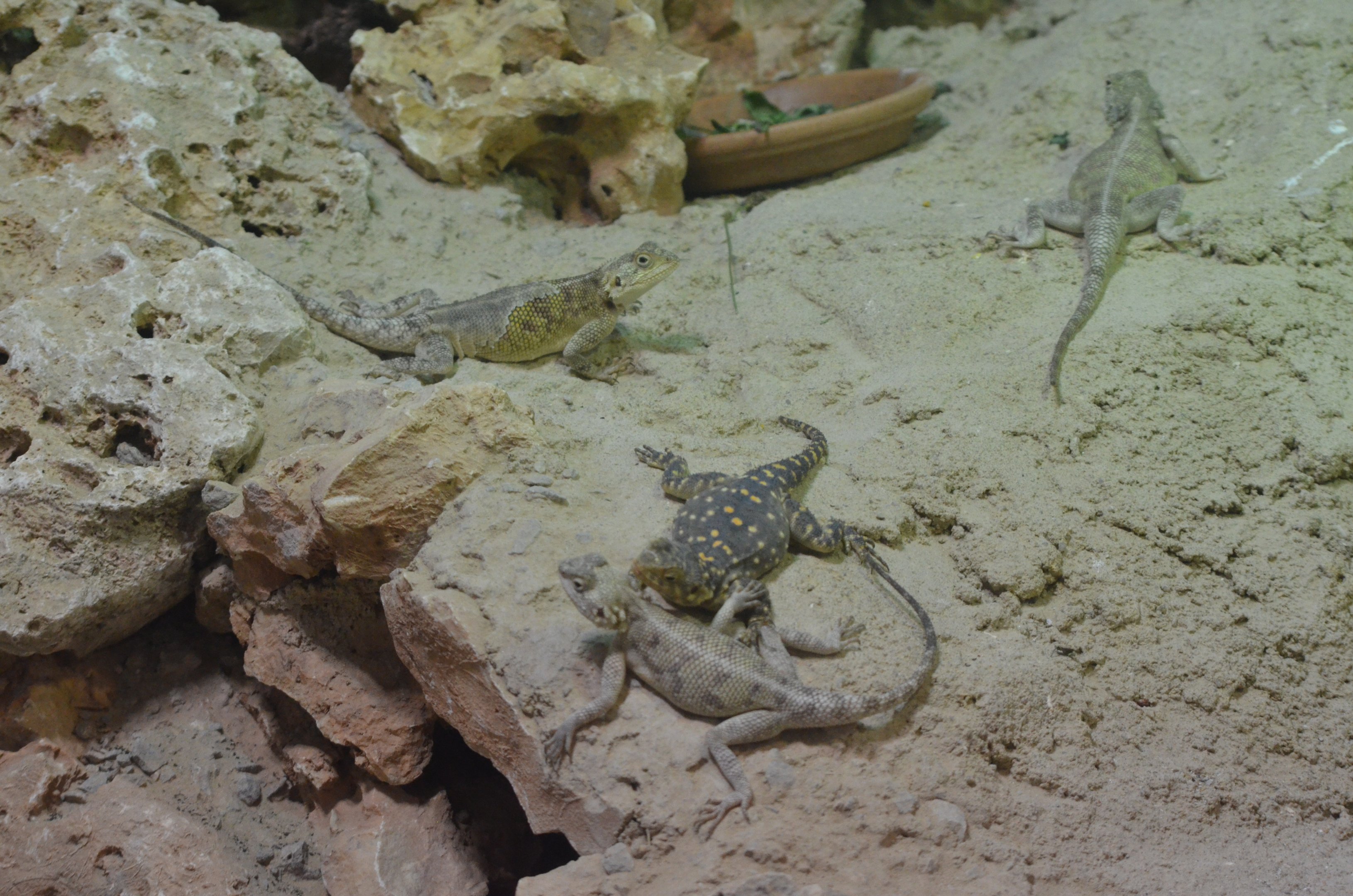 Agamas - Desert House at Nuremberg, 08/09/19