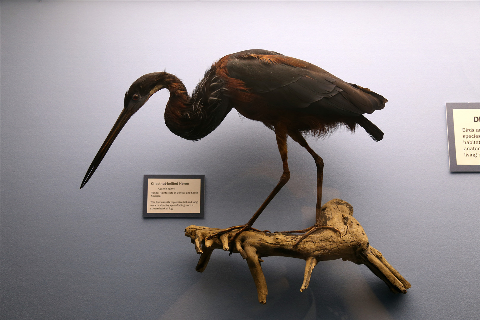 Agami heron (Agamia agami)