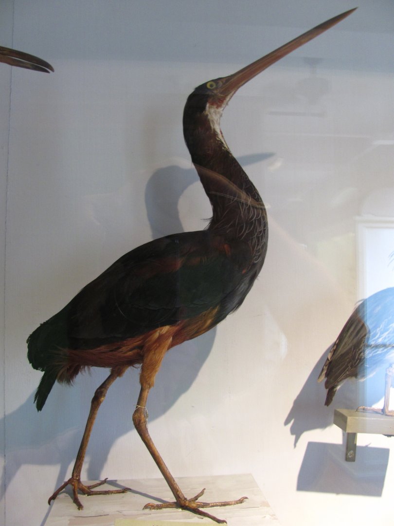 Agami Heron