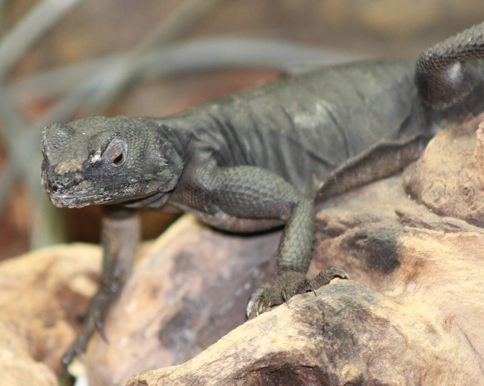 Agamid lizard ID needed