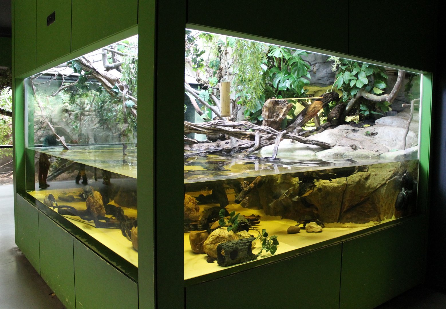 Agamid - Mud turtle enclosure