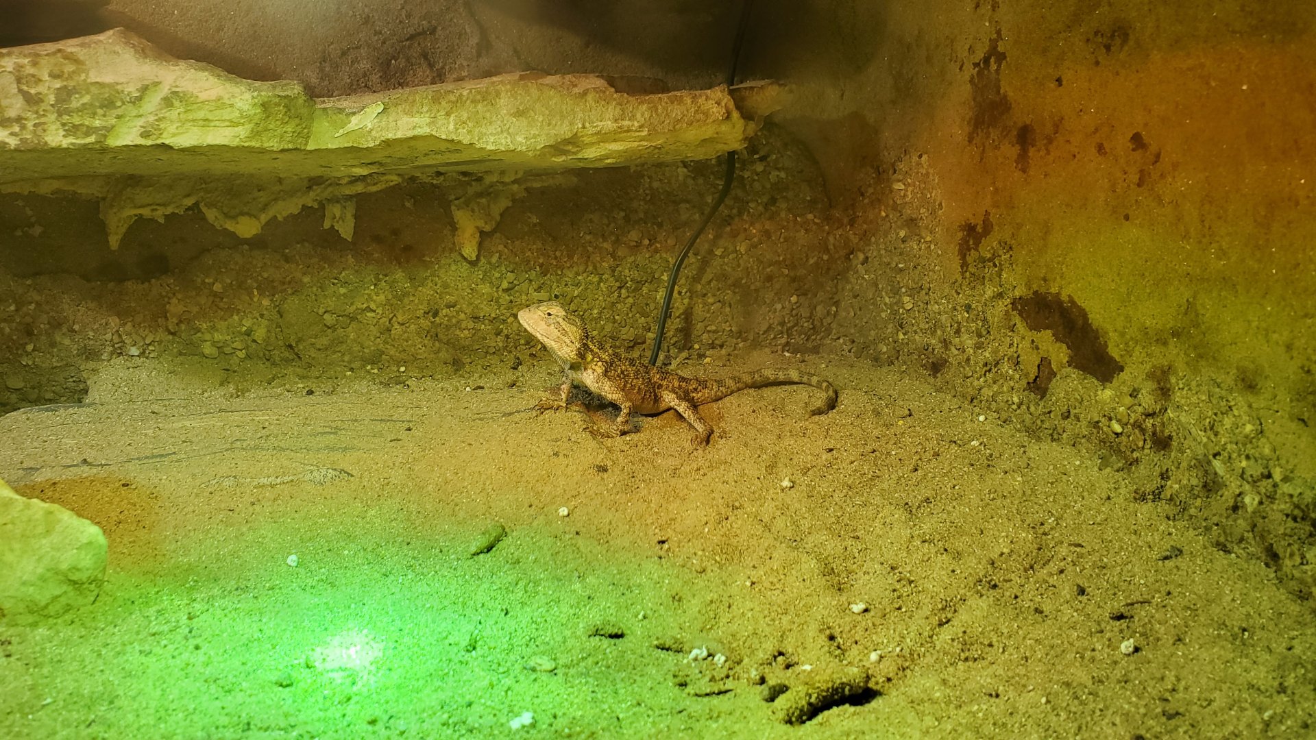 Agamid (?) - Plzen Zoo