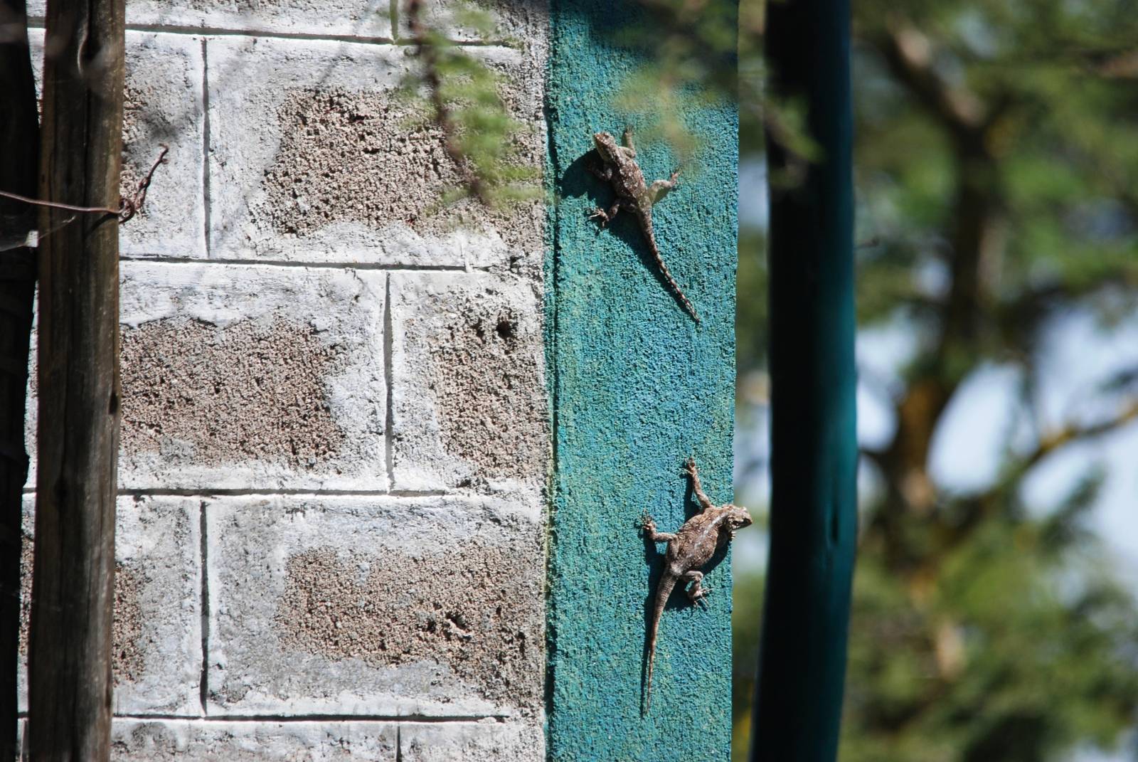 Agamid Species at Senkelle, 17/10/14