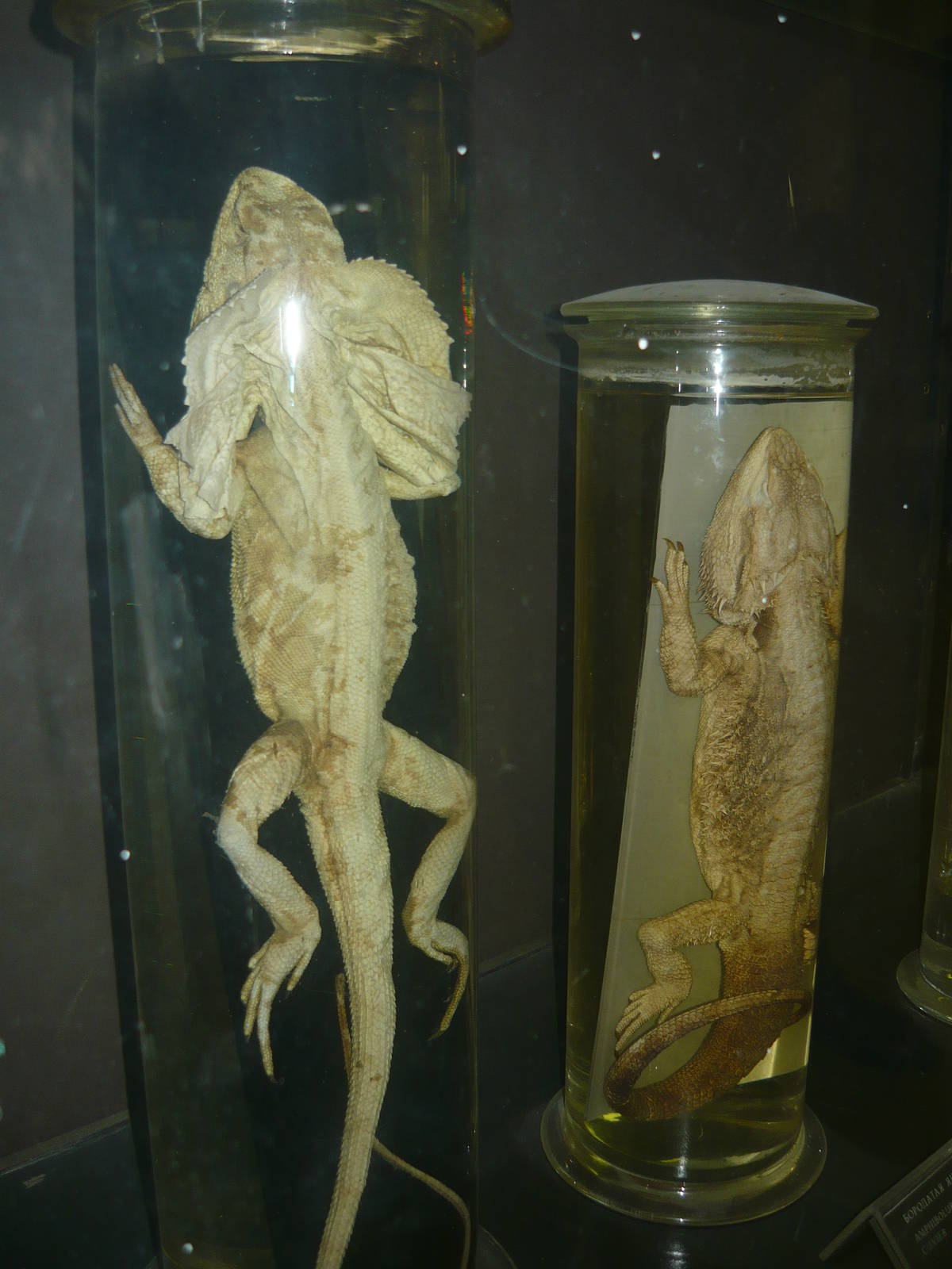 Agamidae wet specimens