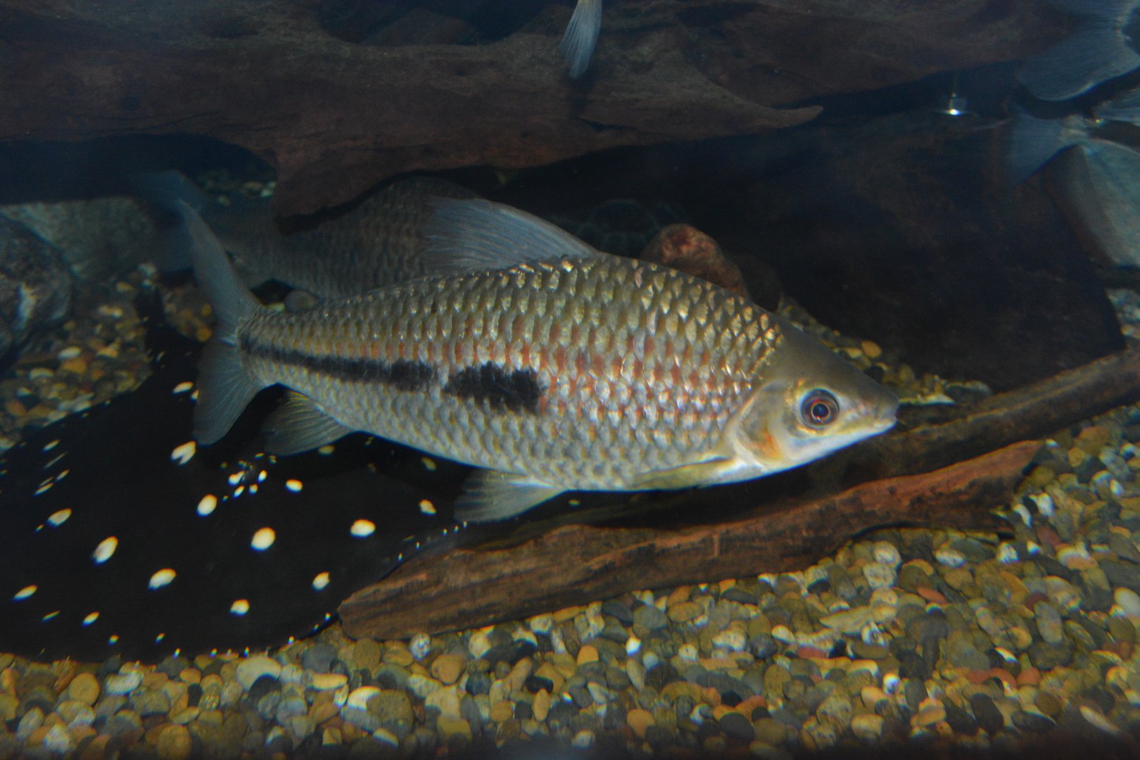 Agassiz' leporinus (Leporinus agassizii)