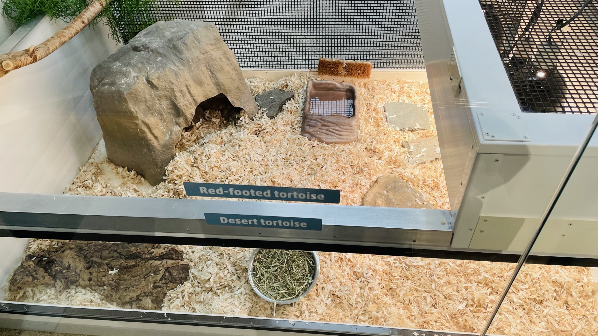 Agassiz’s Desert Tortoise & Red-Footed Tortoise