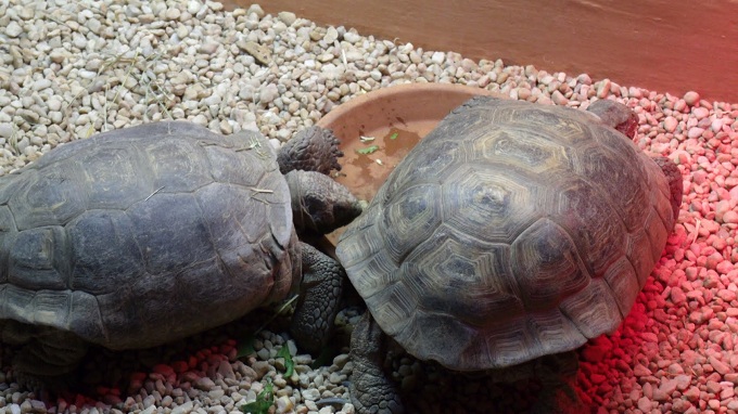 Agassiz's Desert Tortoise