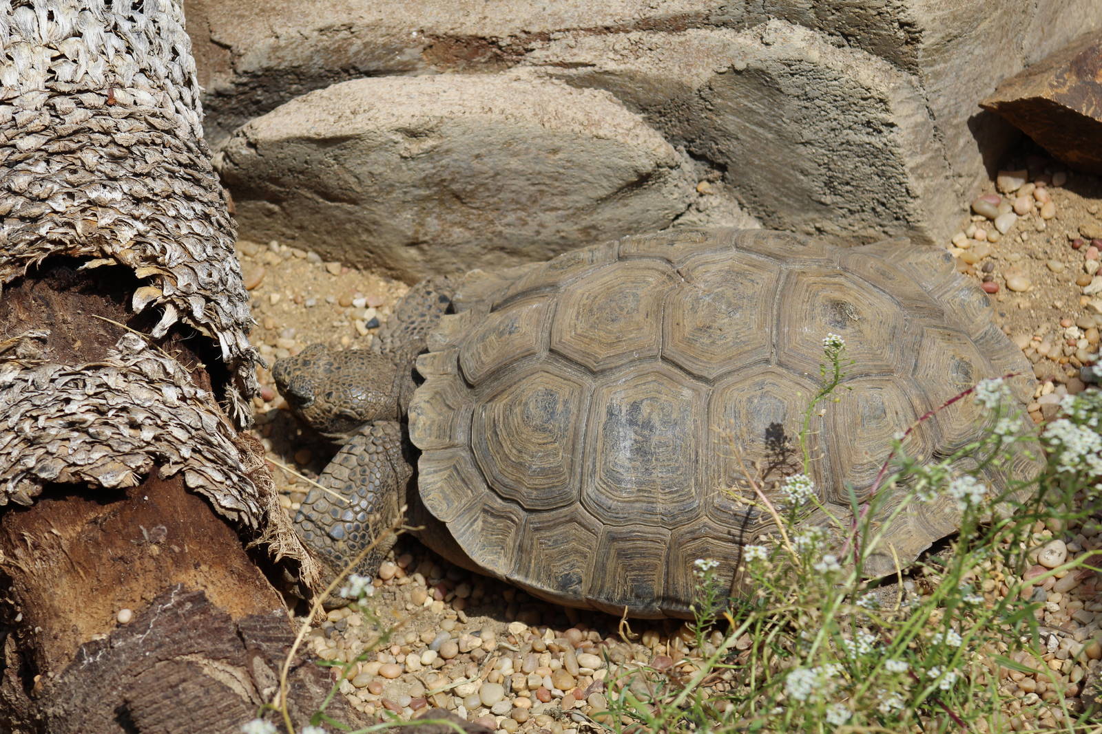 Agassiz's Desert Tortoise