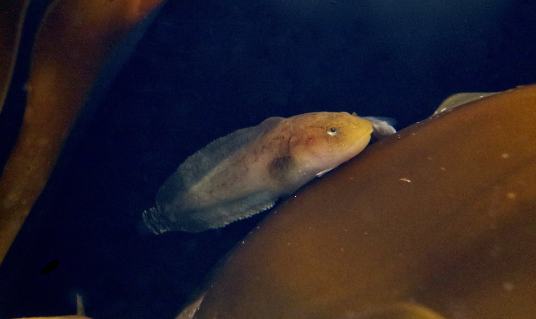 Agassiz's Snailfish (Liparis agassizii)