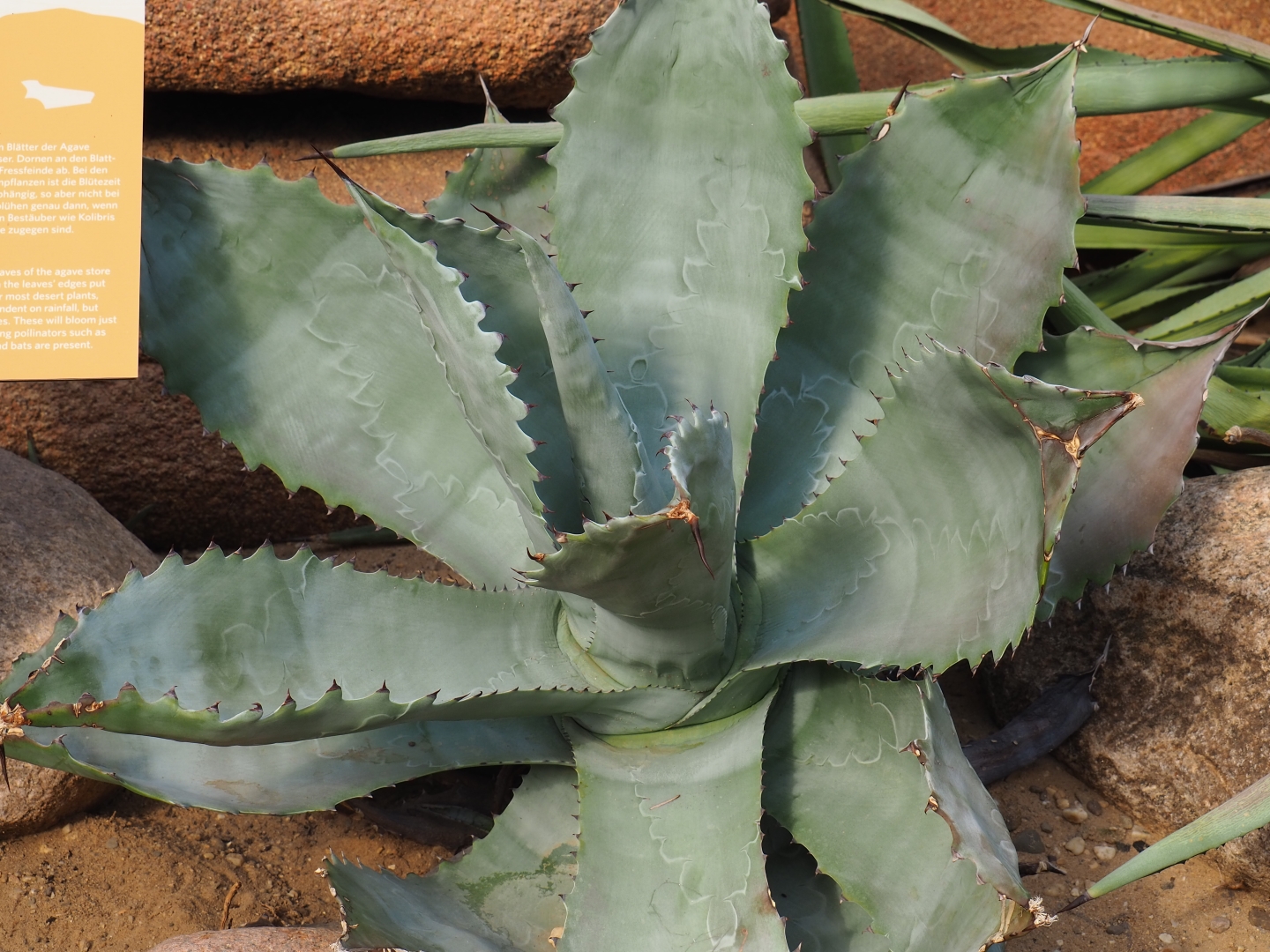 Agave species (Sep 16th, 2018)
