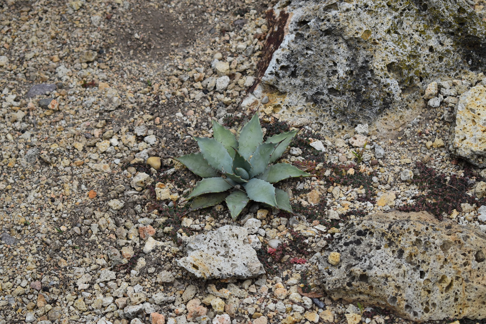 Agave