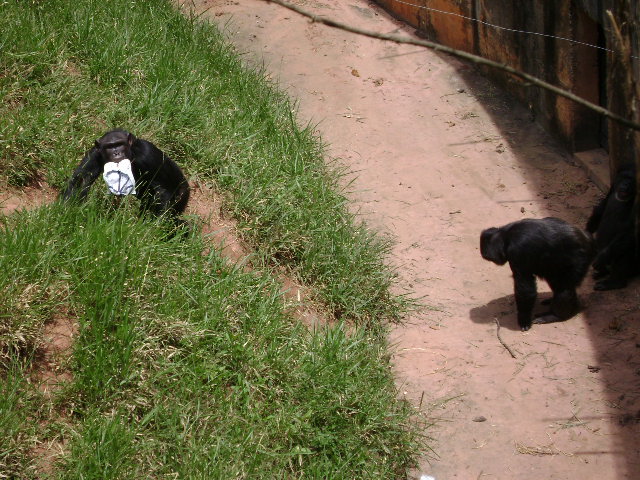 "Agda" and her son "Lunga" (2010) - Belo Horizonte zoo