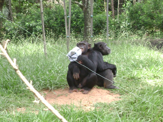 "Agda" and her son "Lunga" (2010) - Belo Horizonte zoo