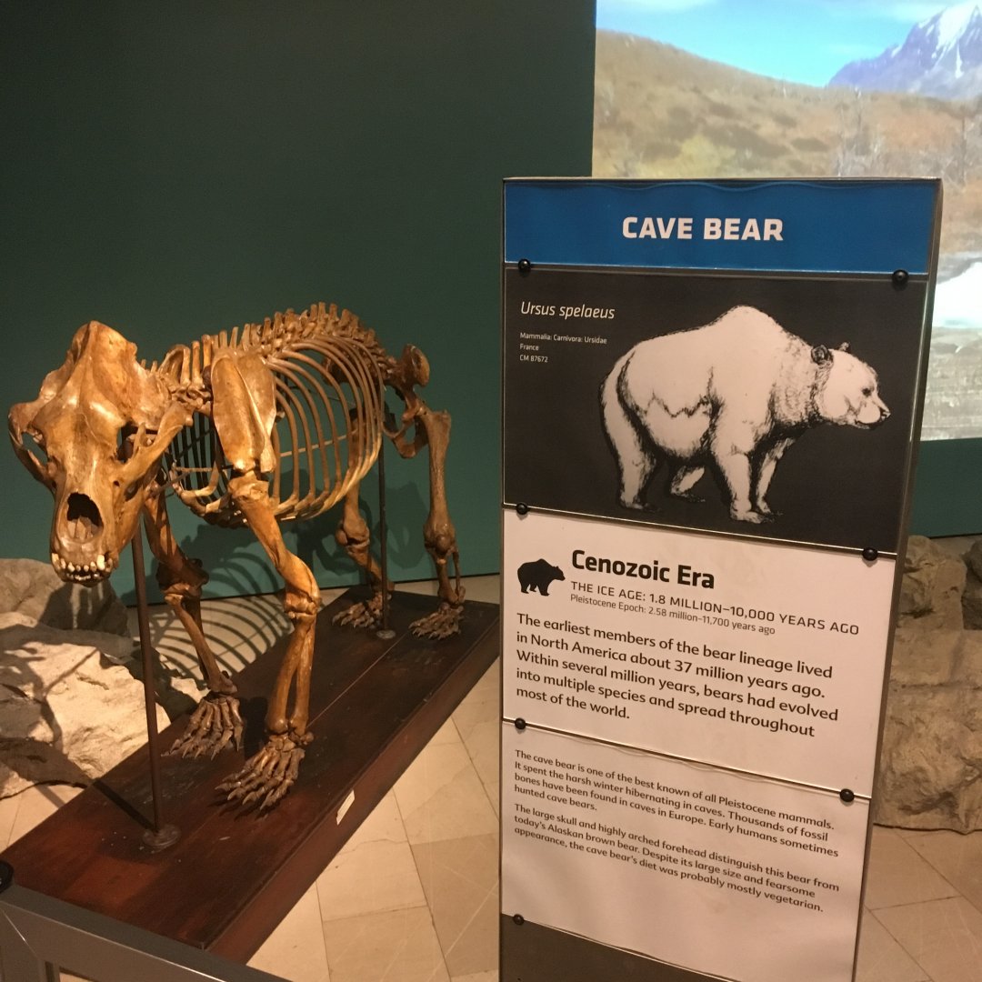 Age of Mammals Cave Bear Display