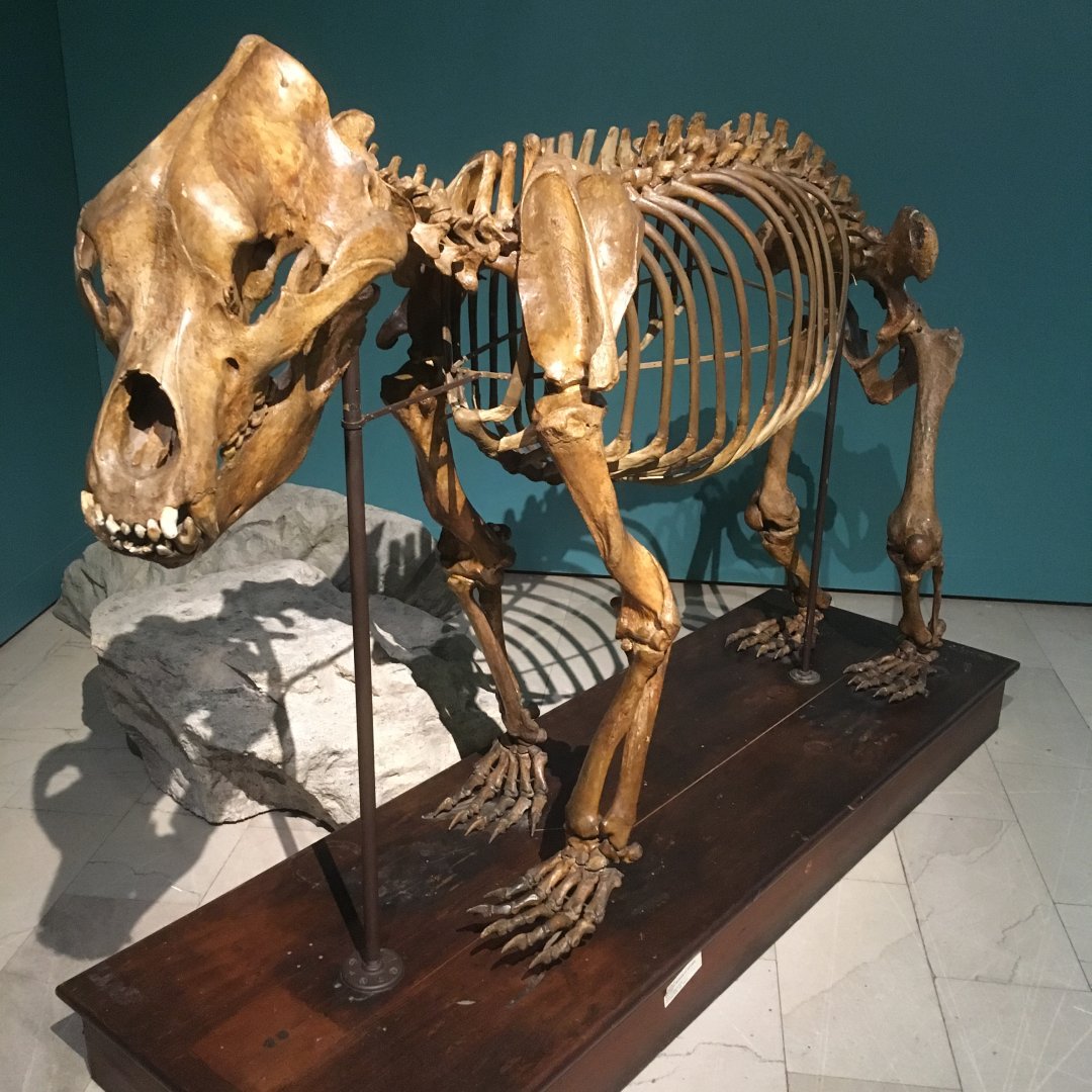 Age of Mammals Cave Bear Skeleton