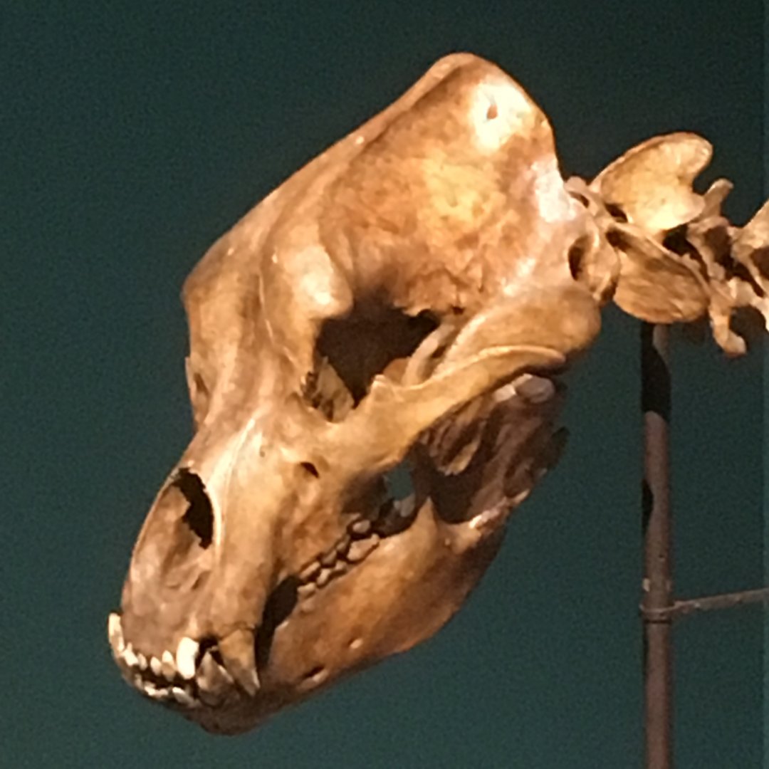Age of Mammals Cave Bear Skull