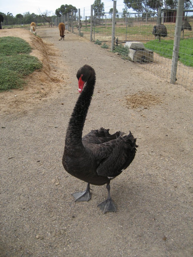 Aggressive Black Swan