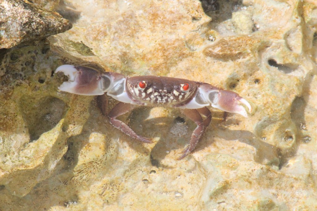 Aggressive Crab