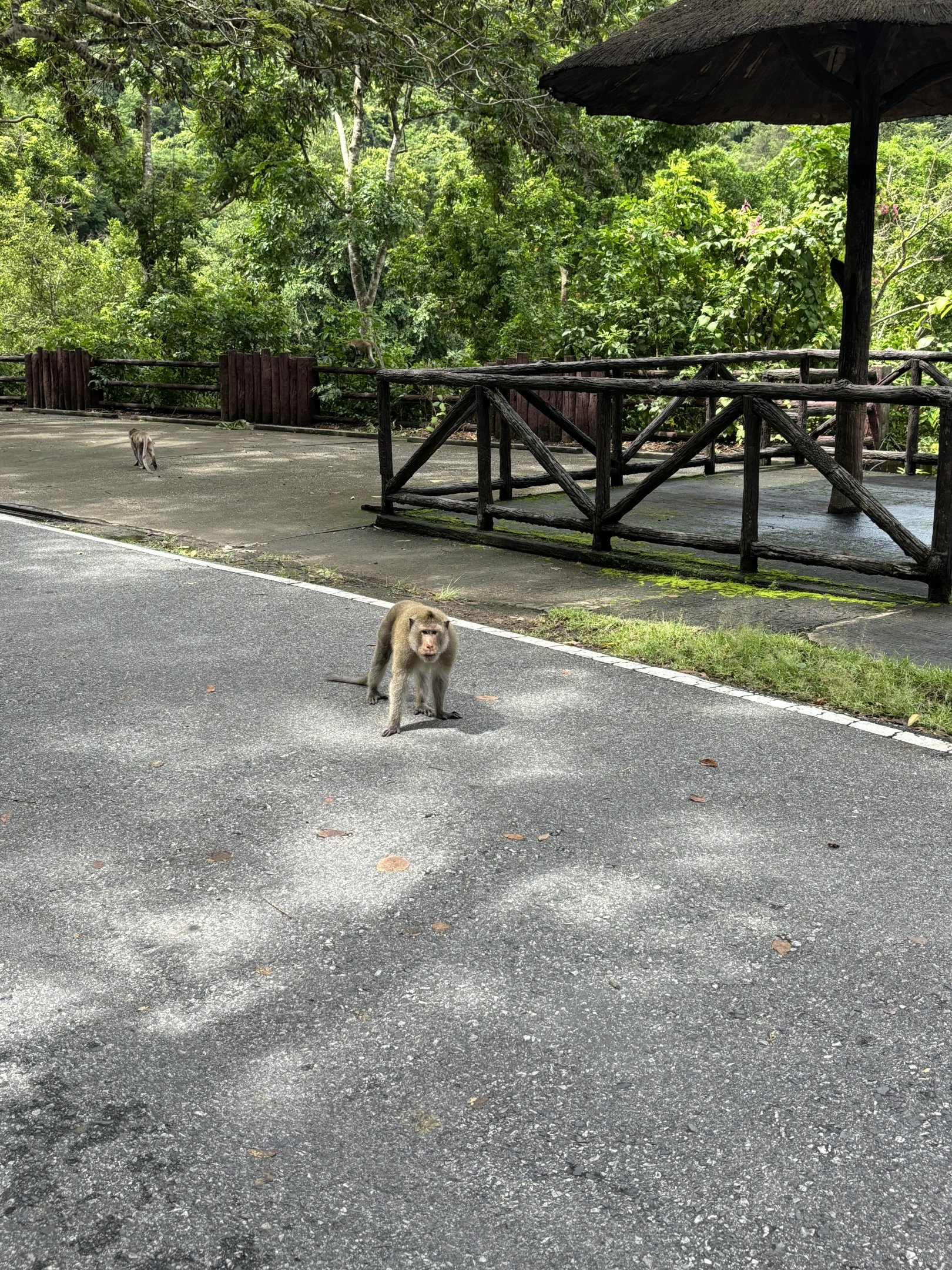 Aggressive Long-tailed Macaque - wild