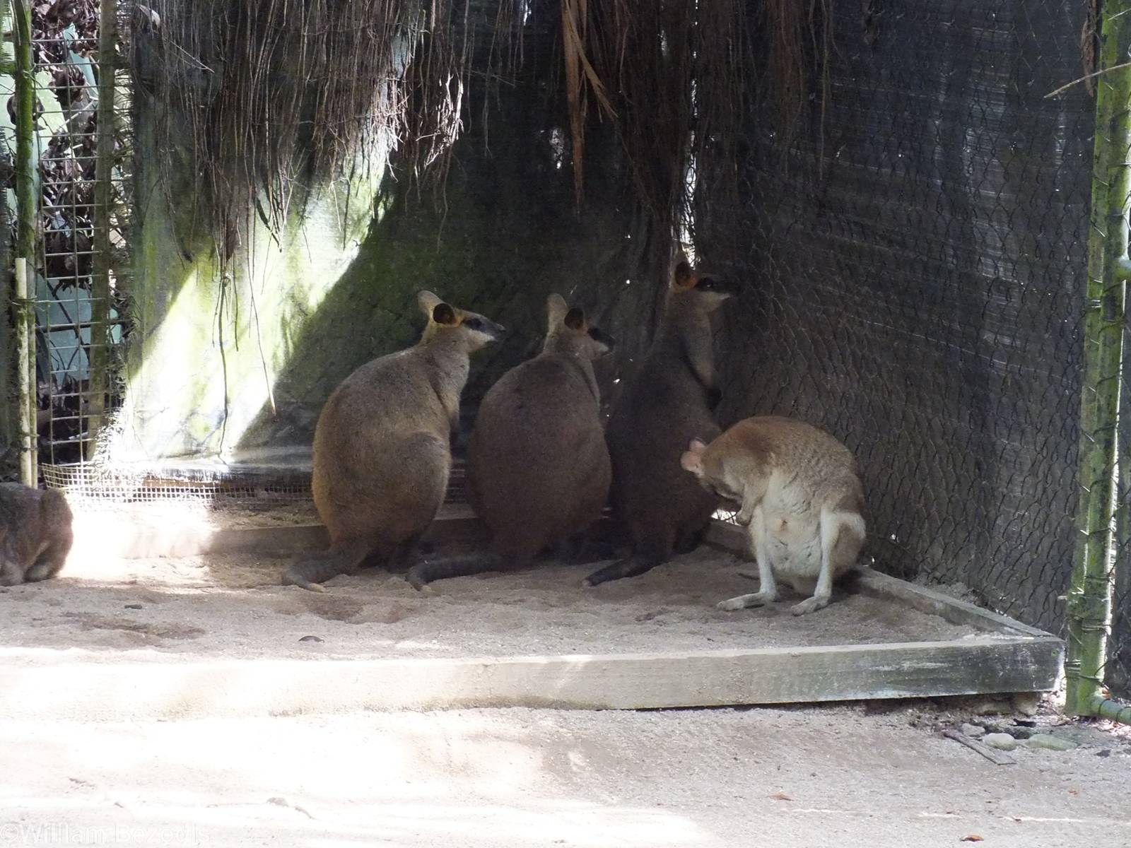 Agile and Swamp Wallabies
