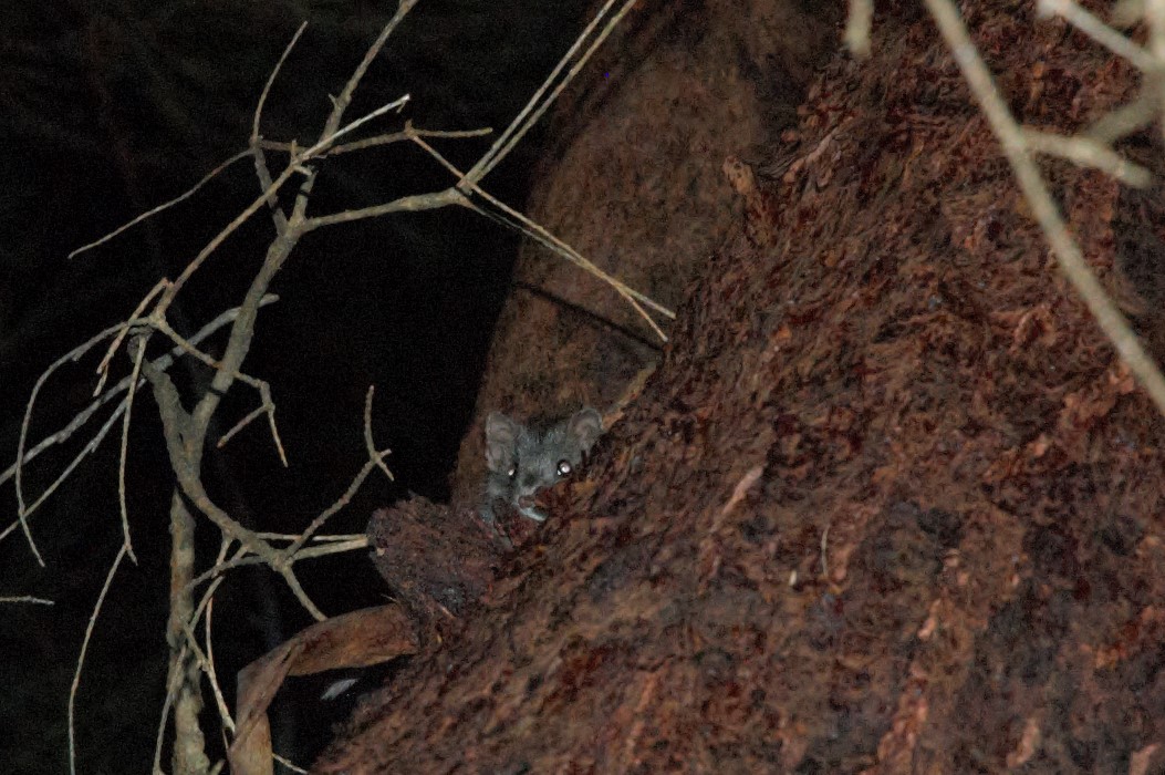 Agile Antechinus (Antechinus agilis)