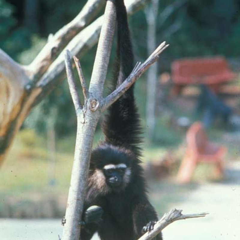 Agile Gibbon 1975