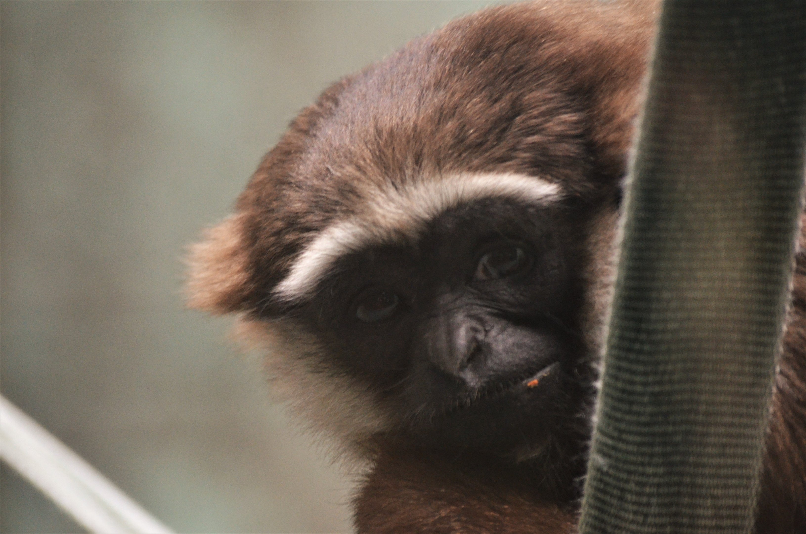 Agile Gibbon at Twycross, 11/02/18
