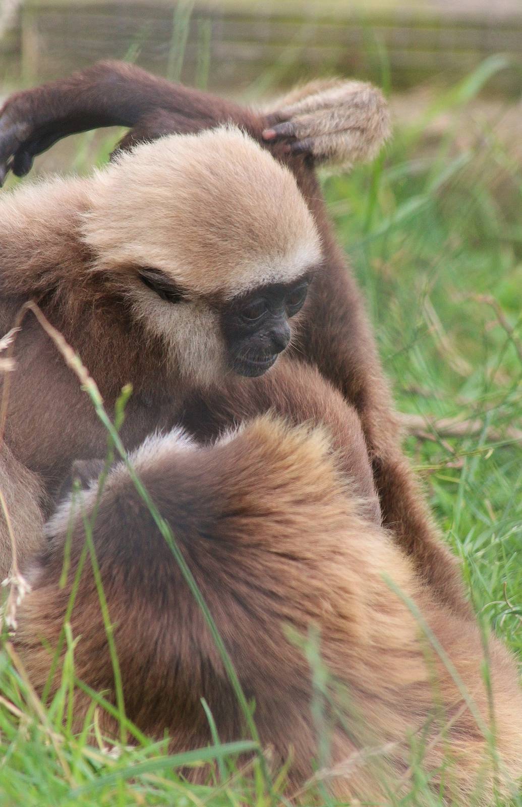 Agile Gibbon baby