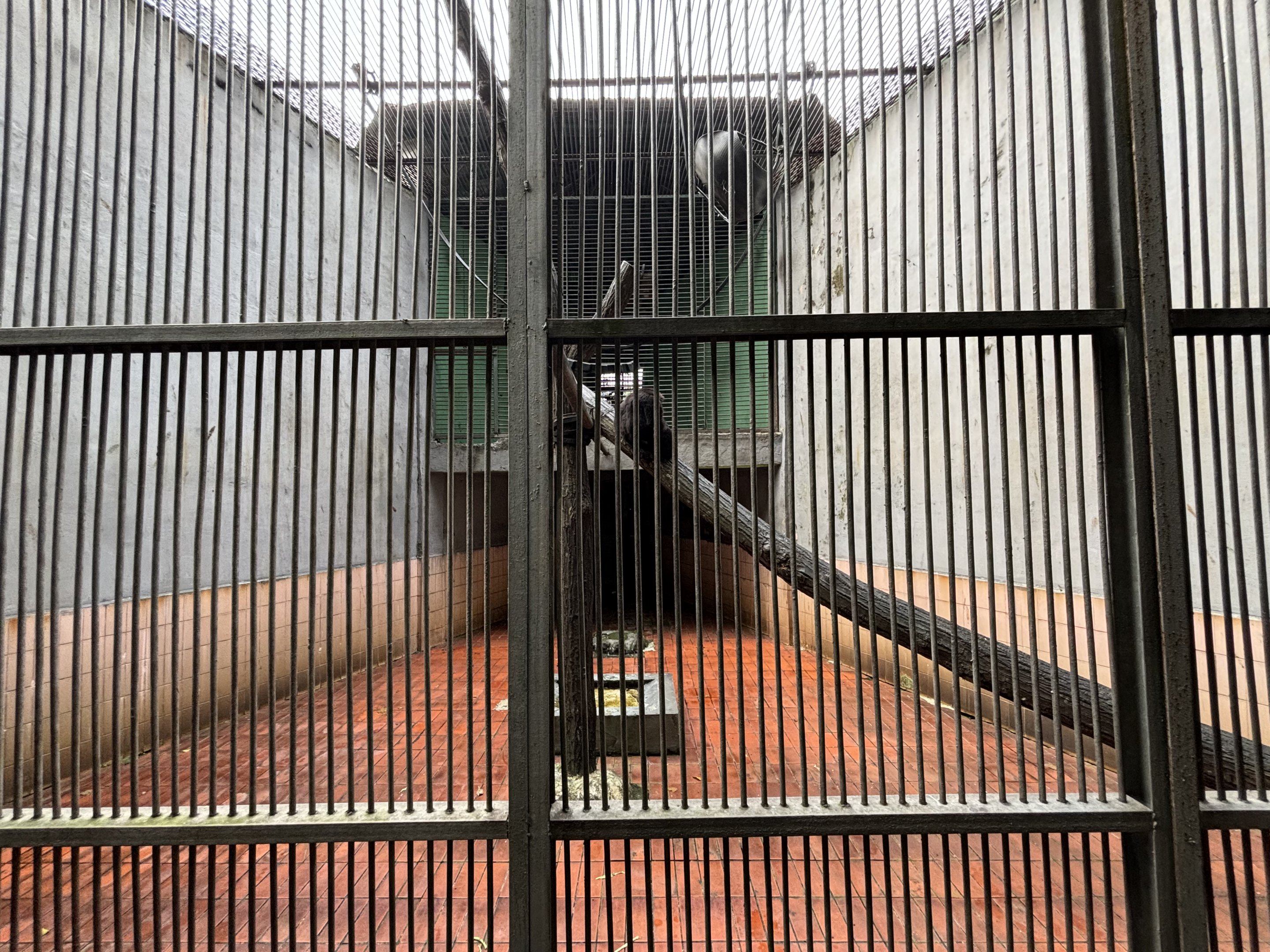 Agile Gibbon Exhibit #1