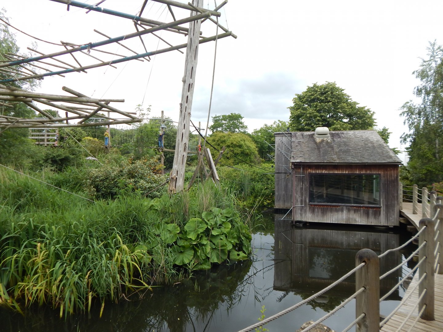 Agile gibbon exhibit 190622