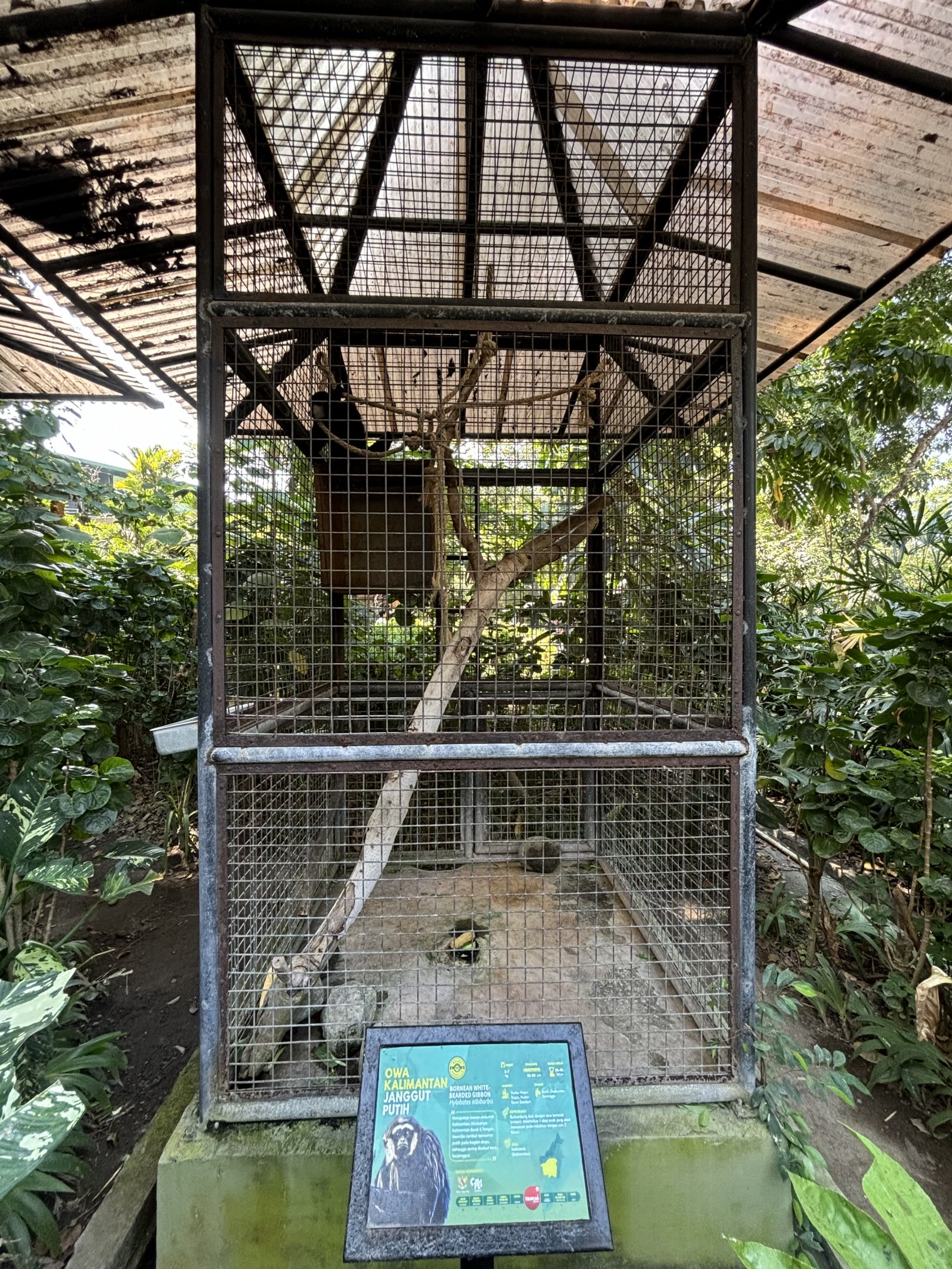 Agile Gibbon Exhibit - signed as Bornean White-bearded Gibbon