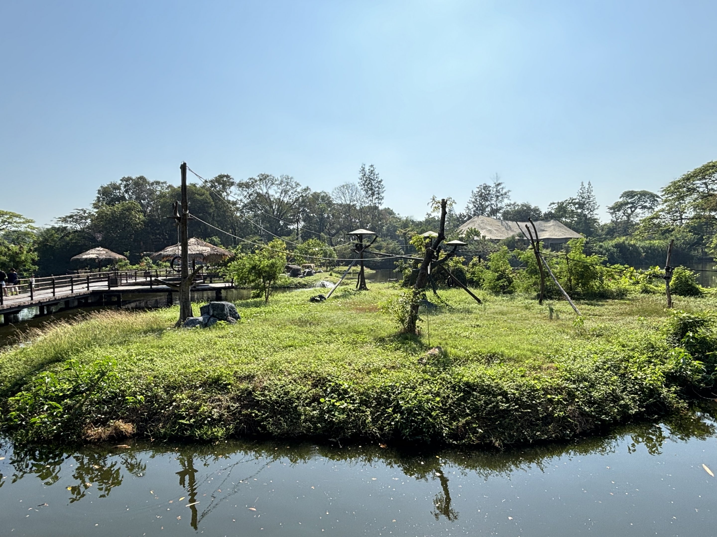 Agile Gibbon Exhibit - Solo Safari