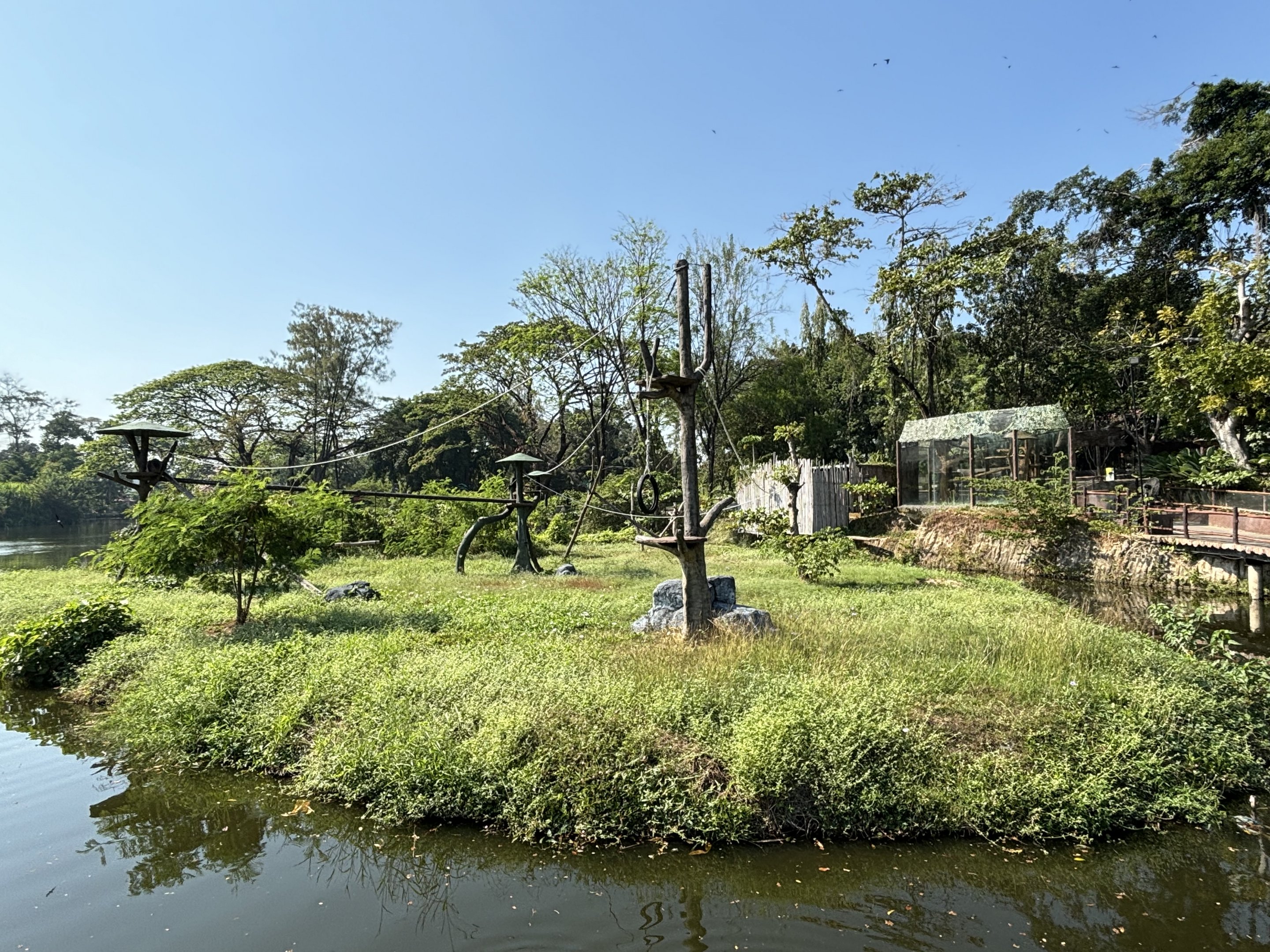 Agile Gibbon Exhibit - Solo Safari