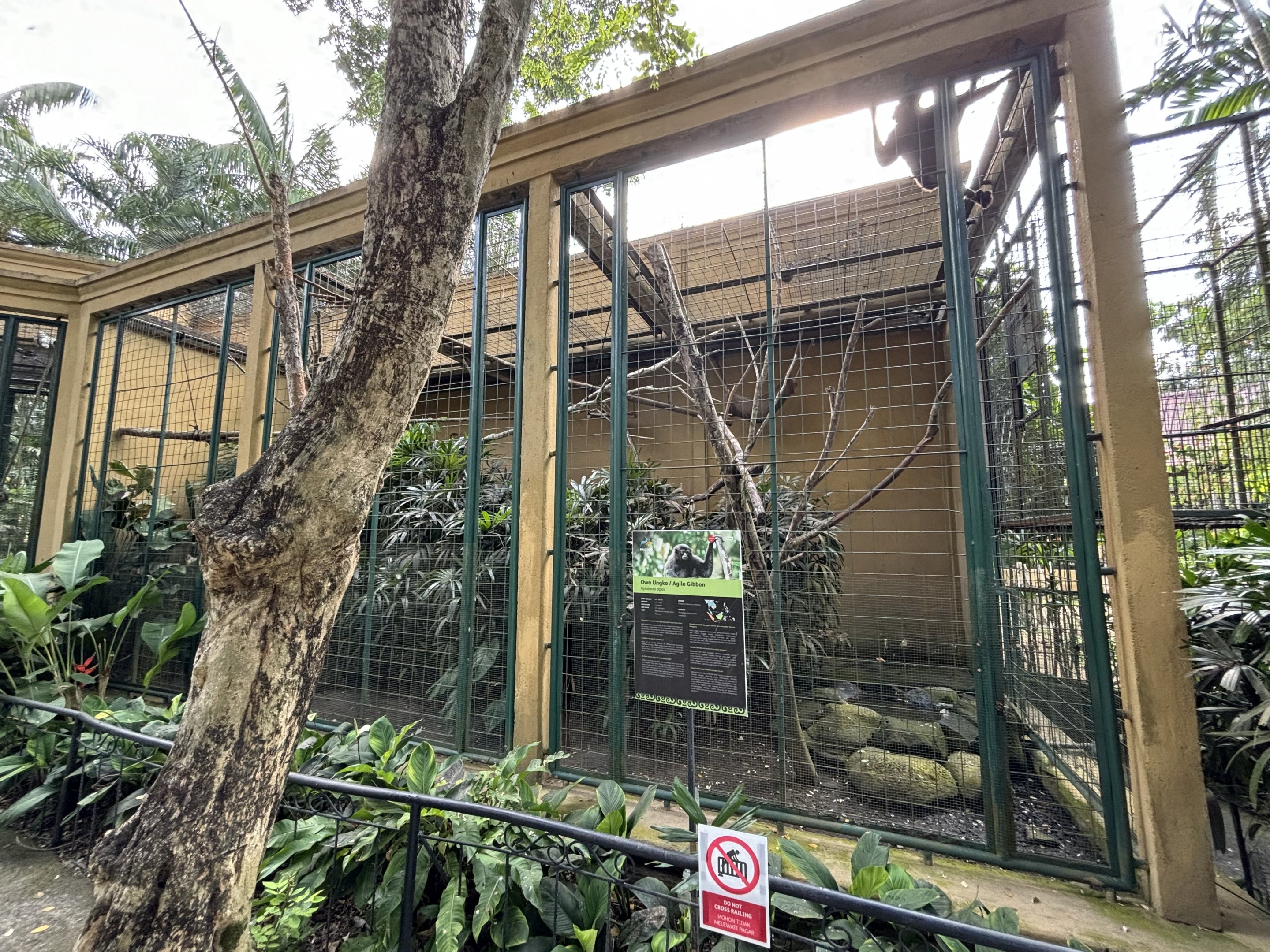 Agile Gibbon Exhibit
