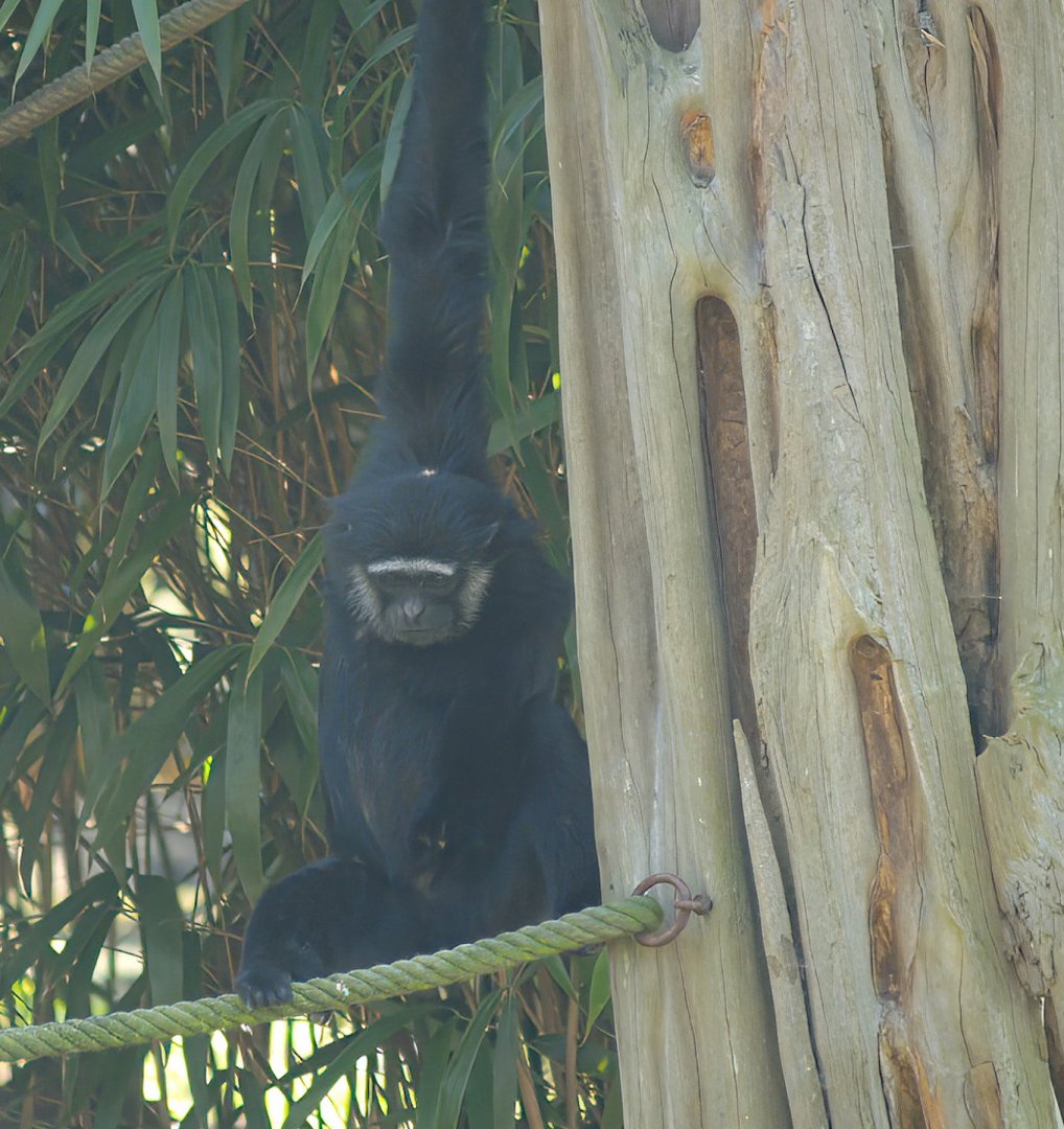 Agile gibbon (Hylobates agilis), 2007-04-01