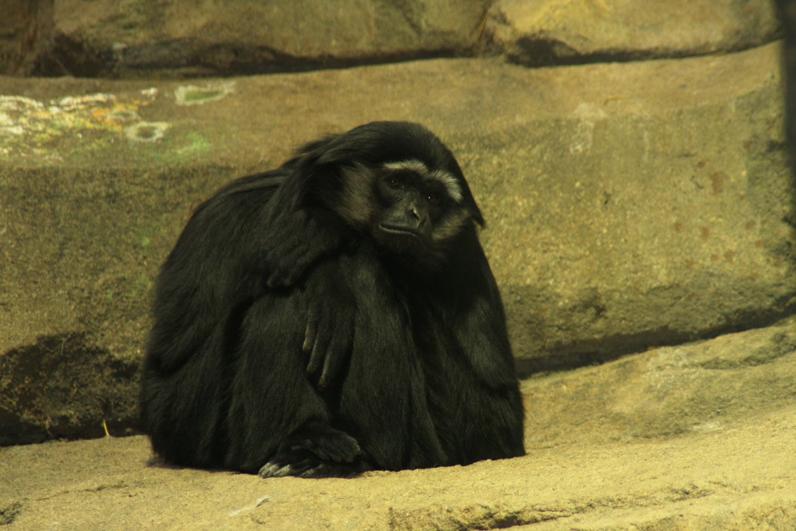 agile gibbon (Hylobates agilis) 2010