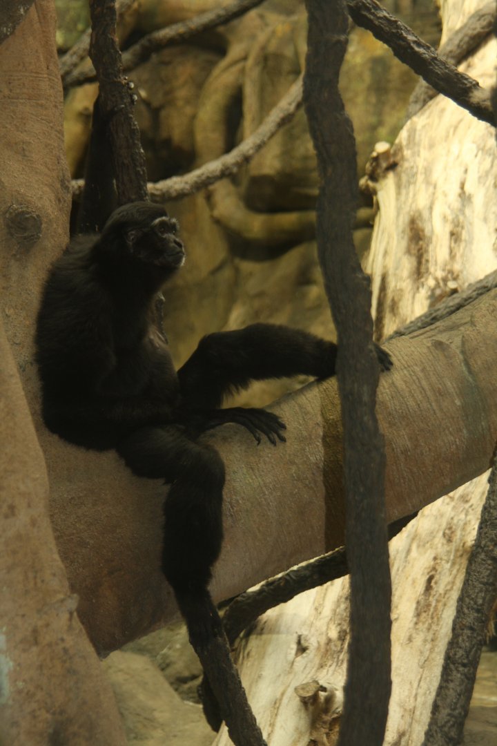 agile gibbon (Hylobates agilis) 2013