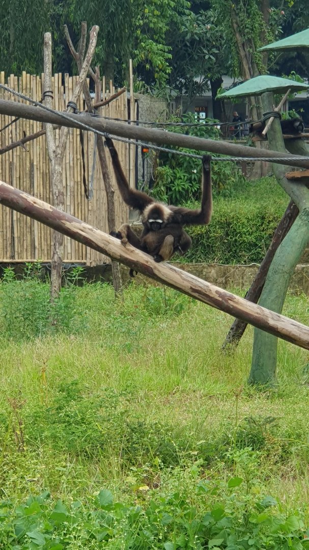 Agile Gibbon (Hylobates agilis) - Solo Safari