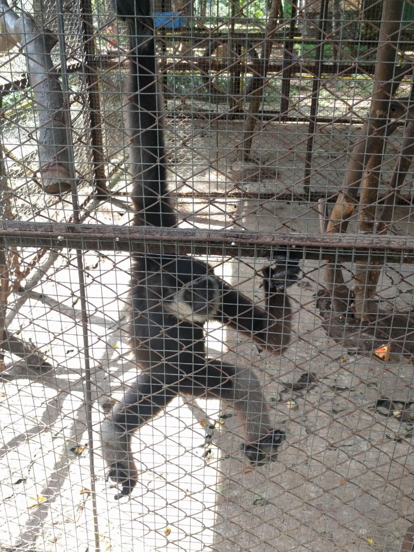 Agile gibbon (Hylobates agilis) - Taru Jurug Zoo