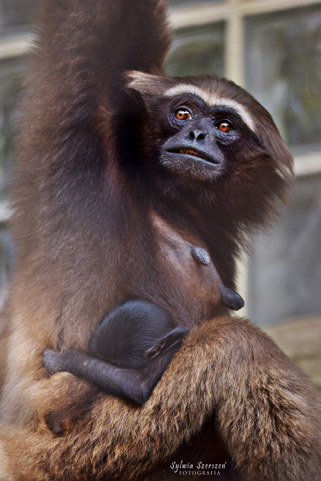 Agile gibbon (Hylobates agilis)