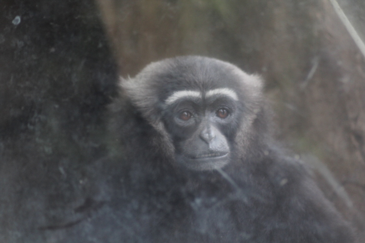 Agile gibbon (Hylobates agilis)